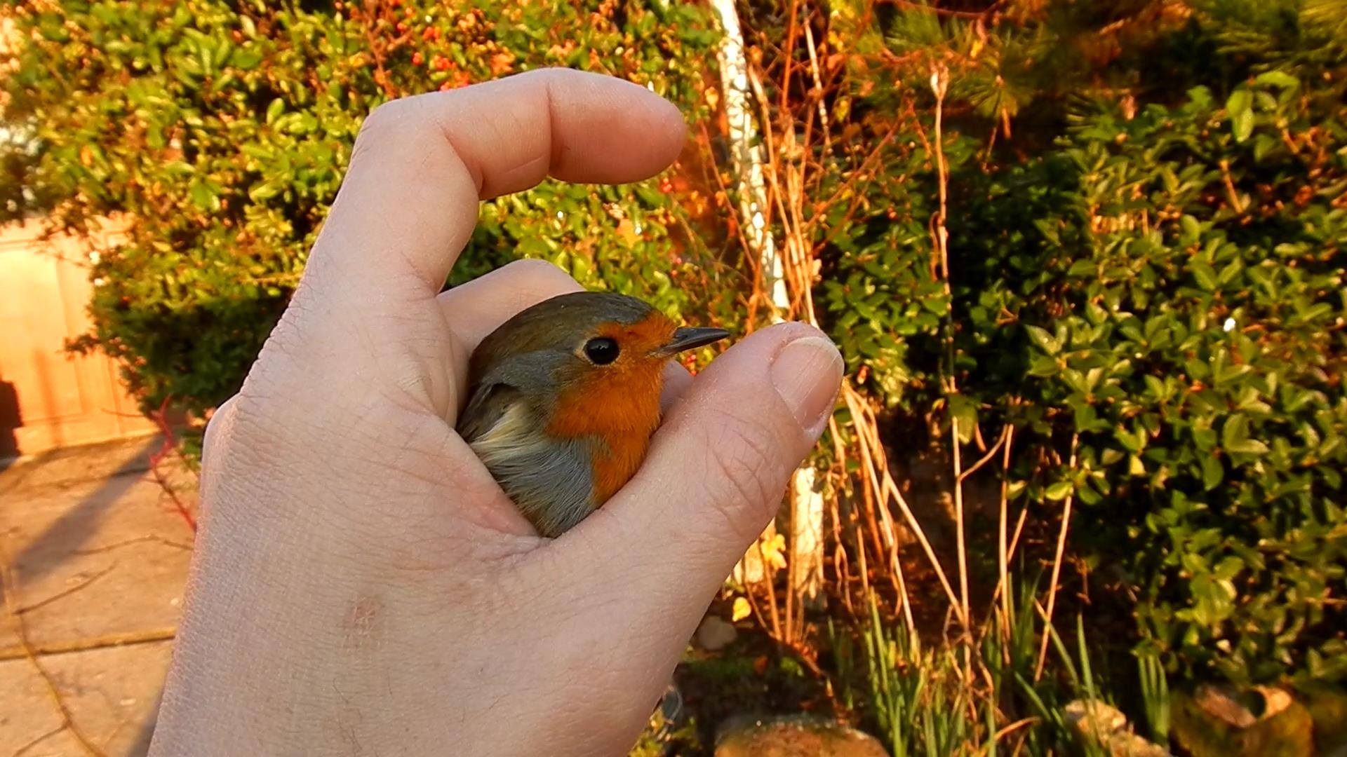 Domani 10 Febbraio 2018 ore 14  il Pettirosso su Linea Bianca Rai UNO