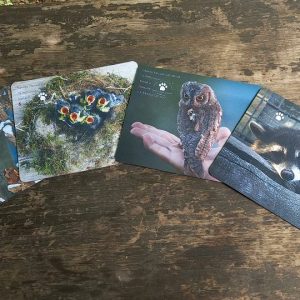 Gadget e Delizie del Pettirosso