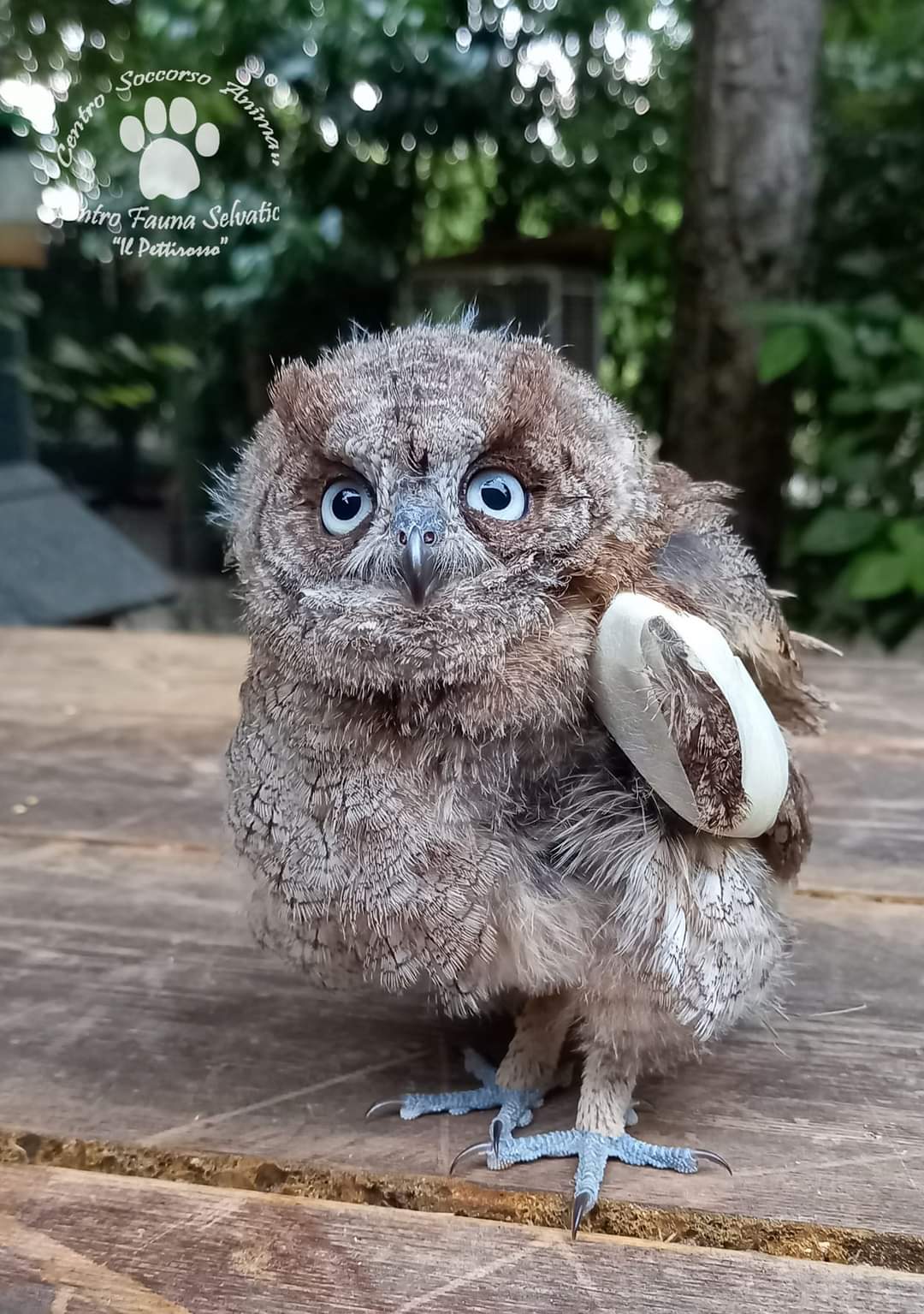 5 Settembre liberazione assioli ai Giardini Ducali ore 20.00