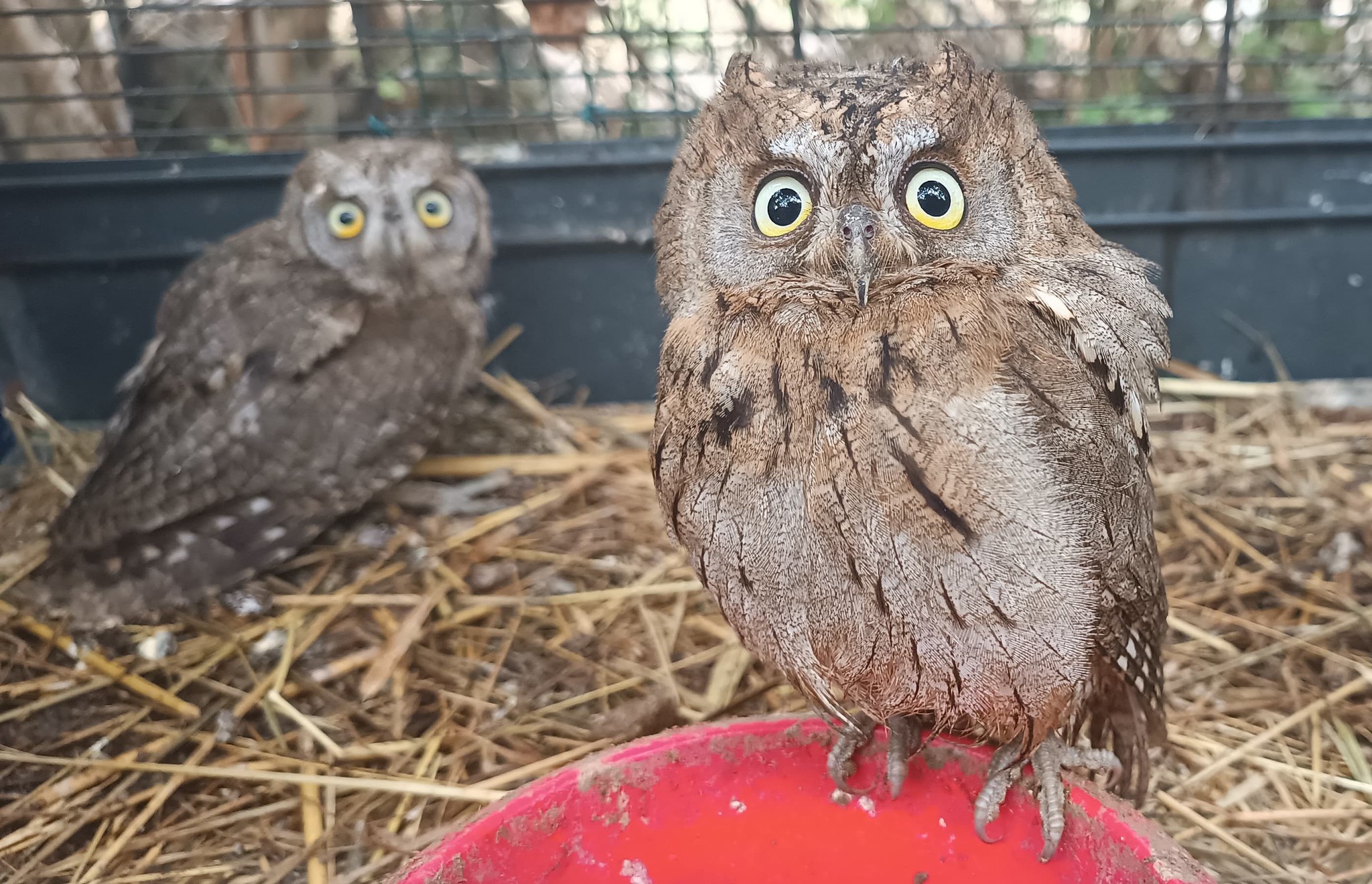 Sabato 13 Settembre ore 19.00 liberazione assioli